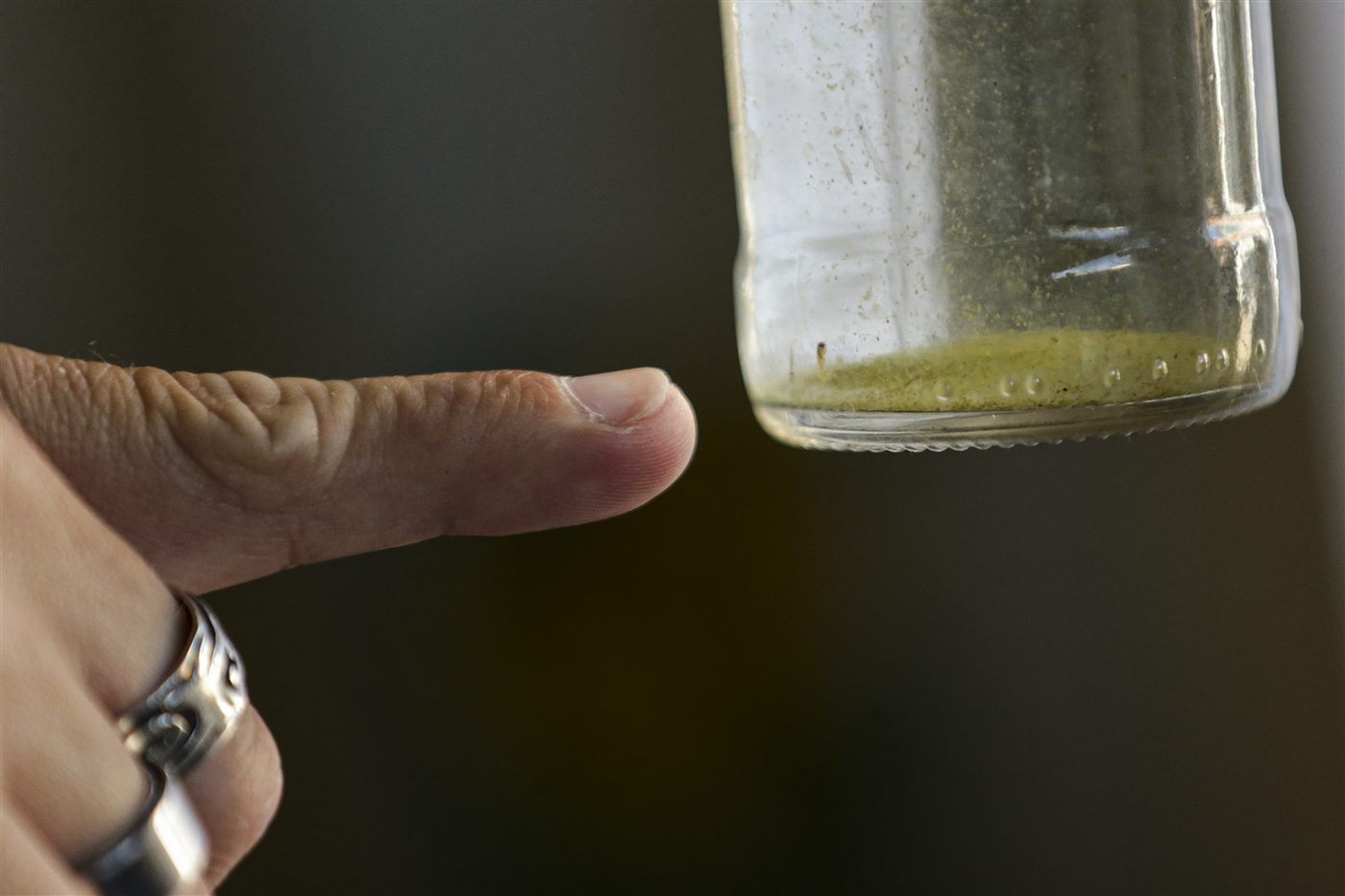 Agente aponta para larvas de mosquito em um recipiente com água parada