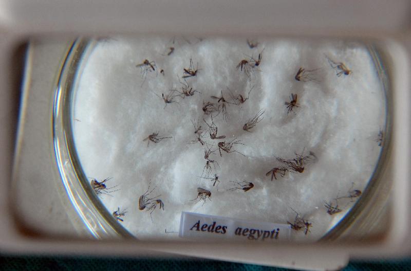 Placa de laboratório com vários mosquitos Aedes aegypti, identificados por etiqueta