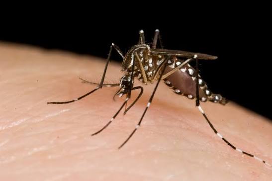 Aedes aegypti em close, com as faixas brancas nas patas.