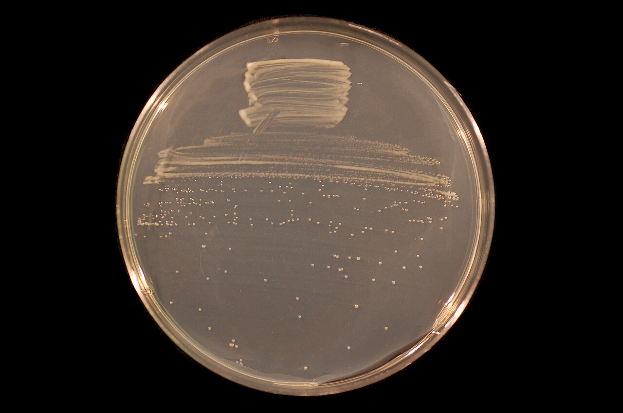 Colônias claras da bactéria Bradyrhizobium crescendo numa placa de laboratório